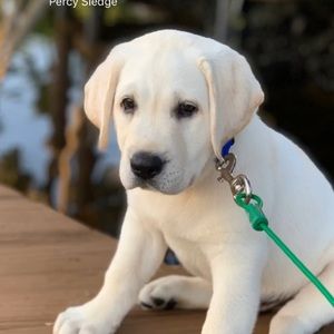 Meet your Posher, Madeleine